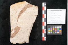 Foto (Objekt + Etikett) von Myrica lignitum Unger (NHMW-GEO-2024-0188-4041)